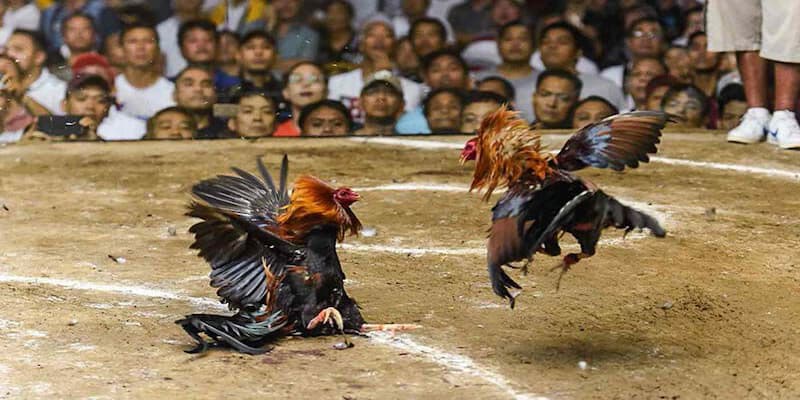 Những điều khiến khách hàng tin tưởng chọn đá gà u888
